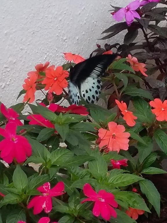 The Blue Mountains Estate Stay Madikeri Exteriér fotografie